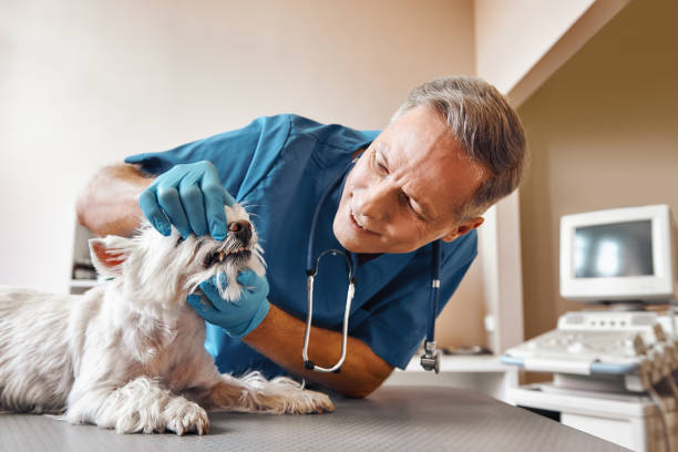 Best Emergency Dental Services for Seniors in Galesburg, IL